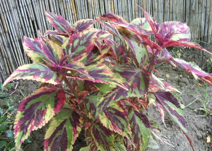 Vakantiehuis Bodza *